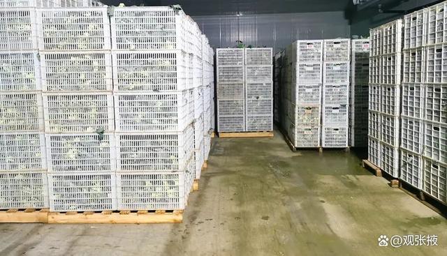 民樂縣農產品倉儲升級 冷藏保鮮設施新增庫容4.02萬噸，助力農業高效發展